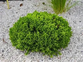 hebe-green-globe-intensywnie-zielone-przez-caly-rok-c06