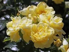 roza-rabatowa-loredo-niska-krzaczasta-c3