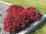 berberys-thunberga-ruby-star-karlowy-sadzonki-c2-producent-szkolka-roslin-ozdobnych-a-r-koblanscy