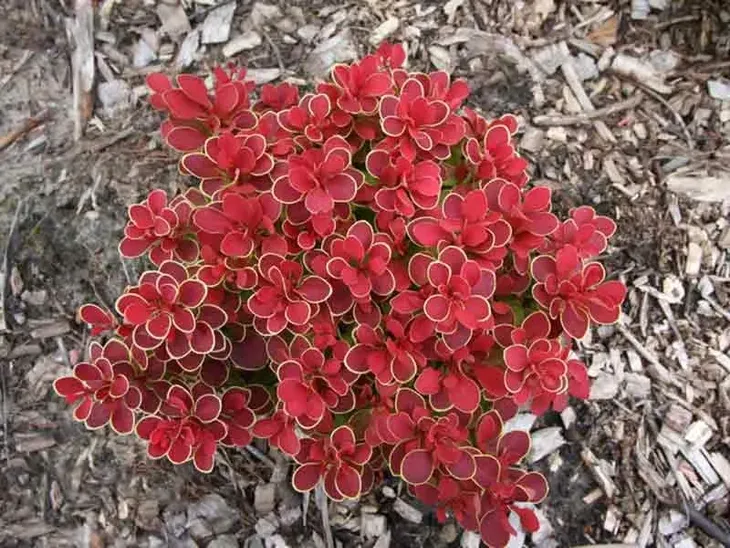 berberys-thunberga-ruby-star-karlowy-sadzonki-c2-rodzaj-rosliny-inny-producent-szkolka-roslin-ozdobnych-a-r-koblanscy