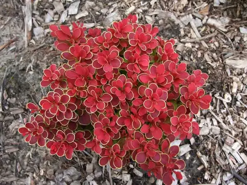 berberys-thunberga-ruby-star-karlowy-sadzonki-c2-rodzaj-rosliny-inny
