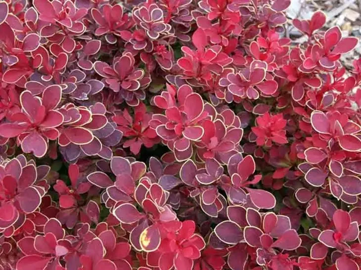 berberys-thunberga-ruby-star-karlowy-sadzonki-c2-rodzaj-rosliny-inny-nazwa-lacinska-inna