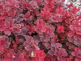 berberys-thunberga-ruby-star-karlowy-sadzonki-c2-rodzaj-rosliny-inny-nazwa-lacinska-inna