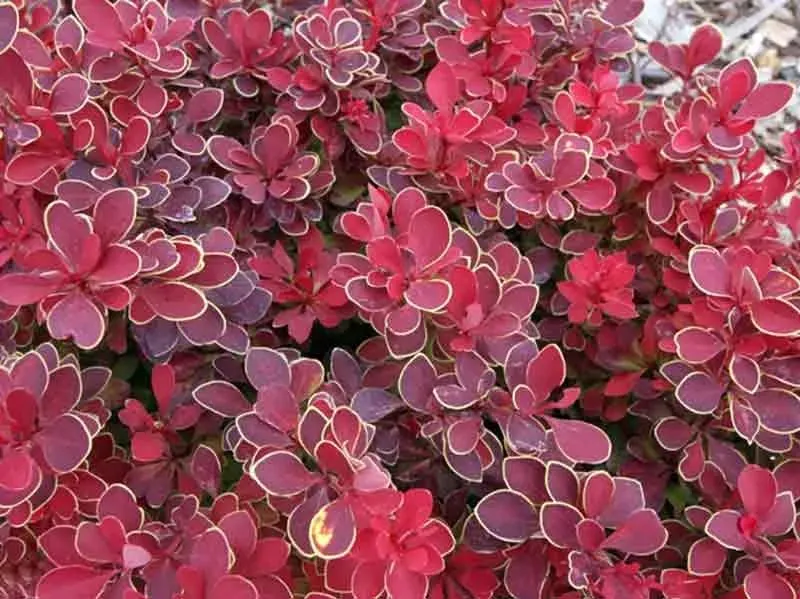 berberys-thunberga-ruby-star-karlowy-sadzonki-c2