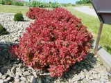berberys-thunberga-ruby-star-karlowy-sadzonki-c2-producent-szkolka-roslin-ozdobnych-a-r-koblanscy-rodzaj-rosliny-inny