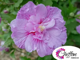 ketmia-syryjska-lavender-chiffon-pbr-hibiskus-p9