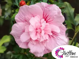 ketmia-syryjska-pink-chiffon-r-p9