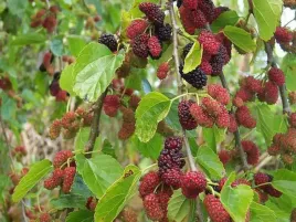 morwa-red-no-2-o-wlasciwosciach-leczniczych-c2