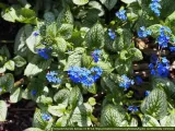 brunera-sea-heart-c2-producent-szkolka-roslin-ozdobnych-a-r-koblanscy
