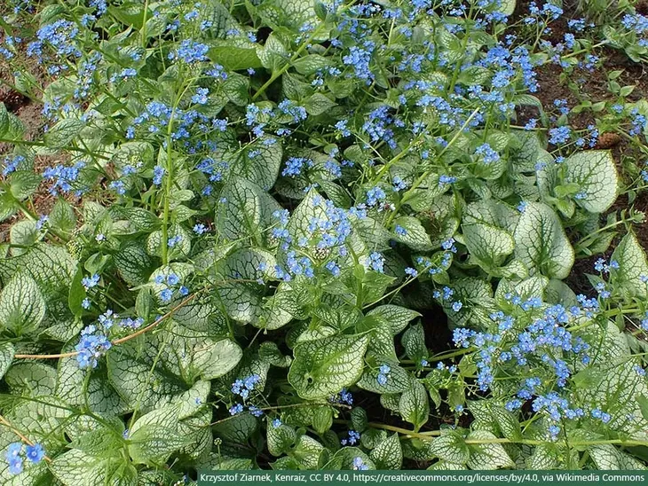 brunera-sea-heart-c2-rodzaj-rosliny-inny-producent-szkolka-roslin-ozdobnych-a-r-koblanscy