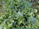 brunera-sea-heart-c2-rodzaj-rosliny-inny-producent-szkolka-roslin-ozdobnych-a-r-koblanscy