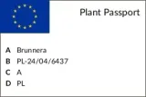 brunera-sea-heart-c2-producent-szkolka-roslin-ozdobnych-a-r-koblanscy-nazwa-lacinska-inna