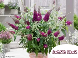 budleja-sugar-plum-pbr-motyli-krzew-kompaktowa-p9