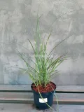 miskant-chinski-white-rush-c2-stan-nowy