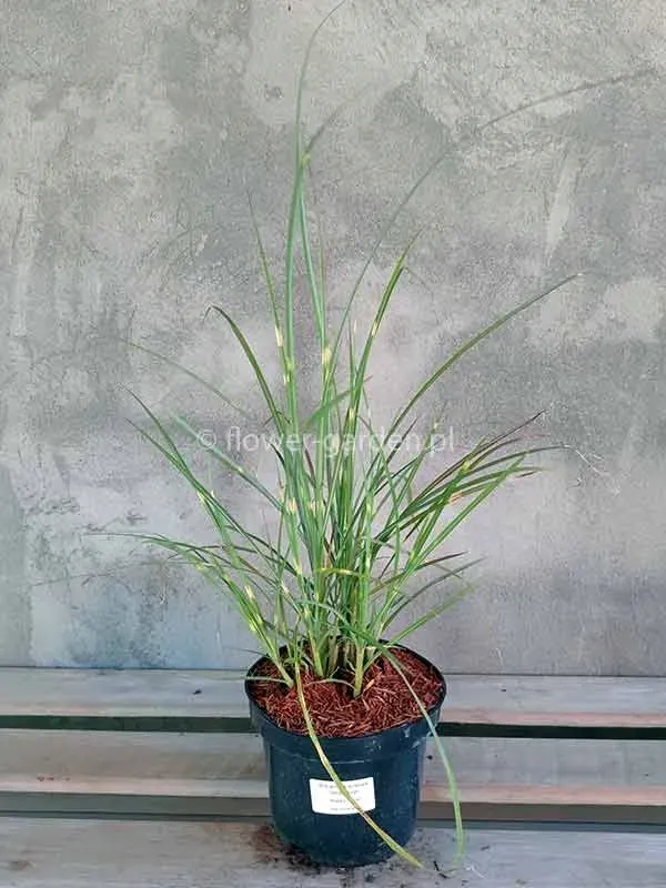 miskant-chinski-white-rush-c2-stan-nowy