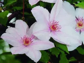 powojnik-clematis-jan-pawel-ii-c2
