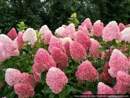 hortensja-bukietowa-living-pink-andamp-rose-c3