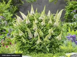 budleja-little-white-motyli-krzew-pachnaca-c3