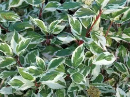 deren-bialy-sibrica-variegata-kolorowe-liscie-czerwone-pedy-c2