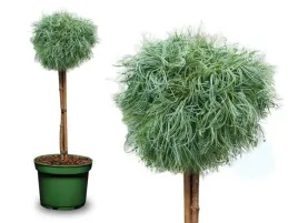 sosna-wejmutka-green-twist-na-pniu-70cm-c75