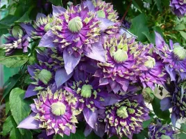 powojnik-clematis-taiga-dwubarwny-pelny-kwiat-c2