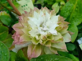 powojnik-clematis-midori-duze-pelne-kwiaty-c2