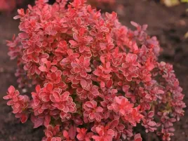 berberys-thunberga-coral-jaskrawoczerwony-sadzonki-c2