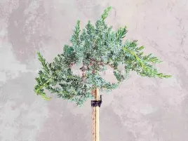 jalowiec-sibirica-na-pniu-80cm-szaroniebieski-c4