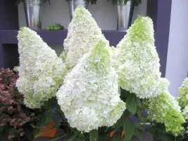 hortensja-bukietowa-polar-bear-ogromne-kwiaty-c3