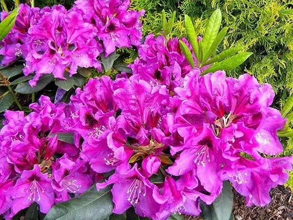 rododendron-fioletowy-rasputin-c5-producent-szkolka-roslin-ozdobnych-a-r-koblanscy
