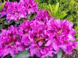 rododendron-fioletowy-rasputin-c5-producent-szkolka-roslin-ozdobnych-a-r-koblanscy