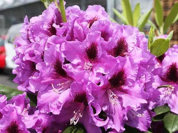 rododendron-fioletowy-rasputin-c5-nazwa-lacinska-inna