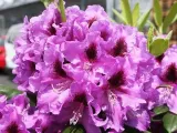 rododendron-fioletowy-rasputin-c5-nazwa-lacinska-inna