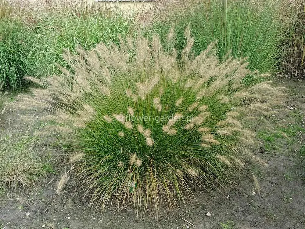 rozplenica-japonska-hameln-c2