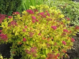 tawula-japonska-golden-princess-spiraea-c2