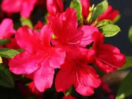 azalia-japonska-georg-arends-purpurowa-niska-c2