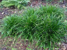 turzyca-morrowa-irish-green-wieloletnia-trawa-c2