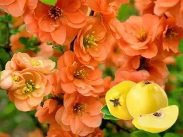 pigwowiec-orange-trail-jadalne-owoce-p9