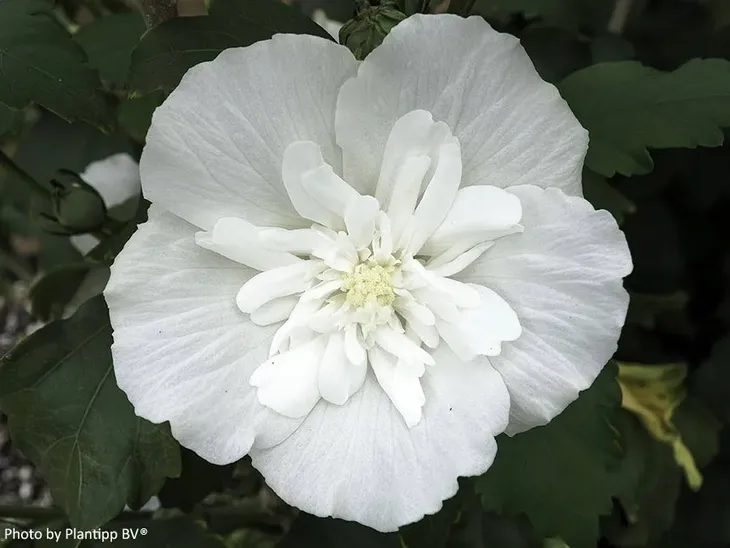 hibiskus-white-chiffon-sadzonki-p9-producent-szkolka-roslin-ozdobnych-a-r-koblanscy