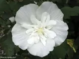 hibiskus-white-chiffon-sadzonki-p9-producent-szkolka-roslin-ozdobnych-a-r-koblanscy