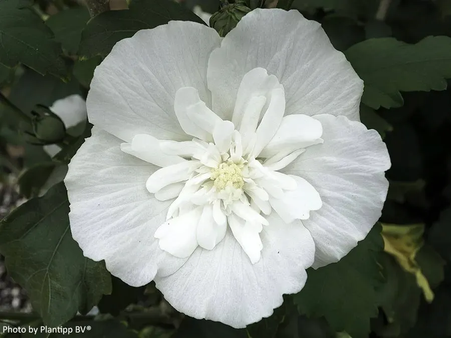 hibiskus-white-chiffon-sadzonki-p9-rodzaj-rosliny-inny