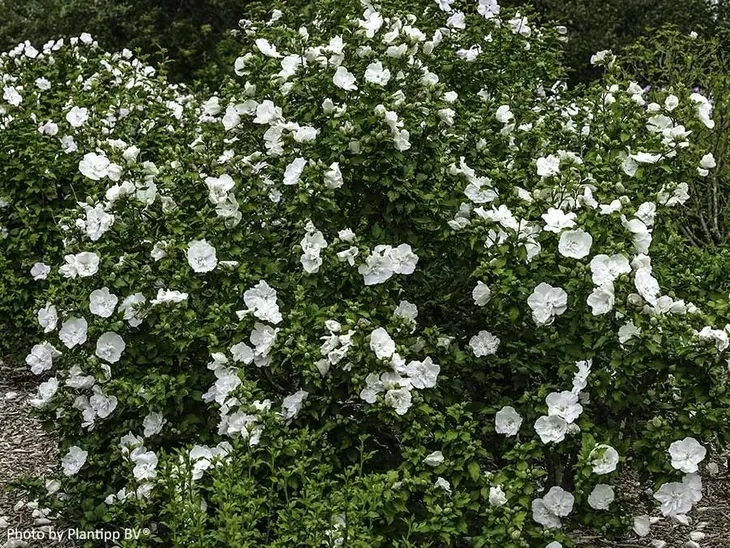 hibiskus-white-chiffon-sadzonki-p9-nazwa-lacinska-inna