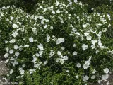 hibiskus-white-chiffon-sadzonki-p9-nazwa-lacinska-inna