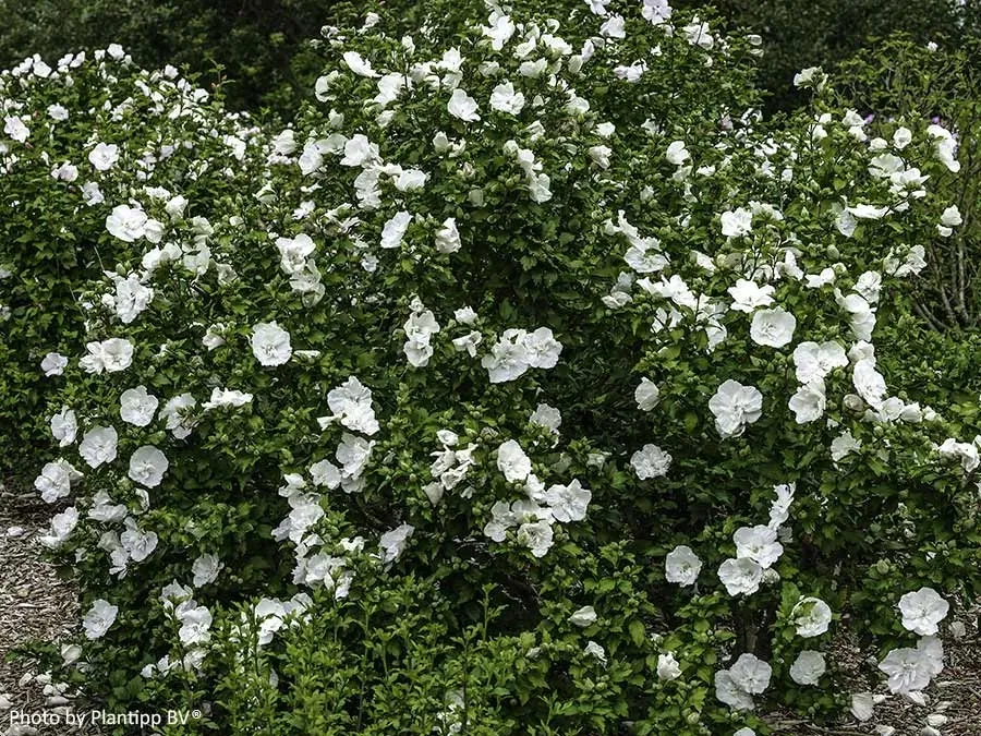 hibiskus-white-chiffon-sadzonki-p9