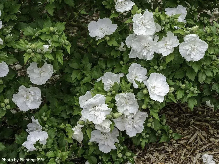 hibiskus-white-chiffon-sadzonki-p9-rodzaj-rosliny-inny