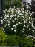 hibiskus-white-chiffon-sadzonki-p9-rodzaj-rosliny-inny-nazwa-lacinska-inna