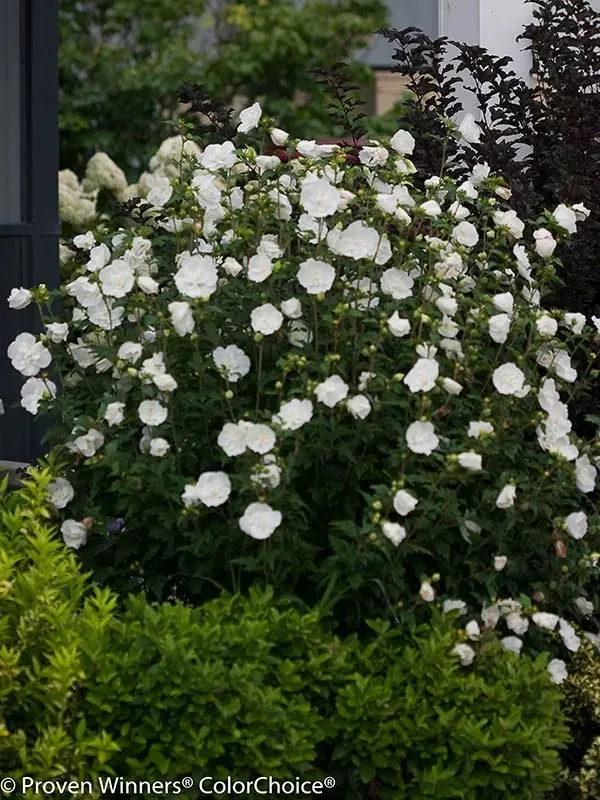 hibiskus-white-chiffon-sadzonki-p9