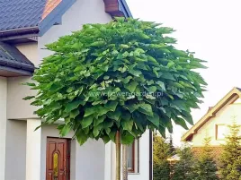 katalpa-surmia-nana-kulista-na-pniu-180cm-c75