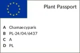 cyprysik-aurora-c2-nazwa-lacinska-inna