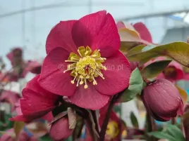 ciemiernik-hgcr-ice-n-roses-early-red-kwitnie-w-styczniu-c2